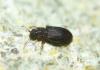 Latridius sp.